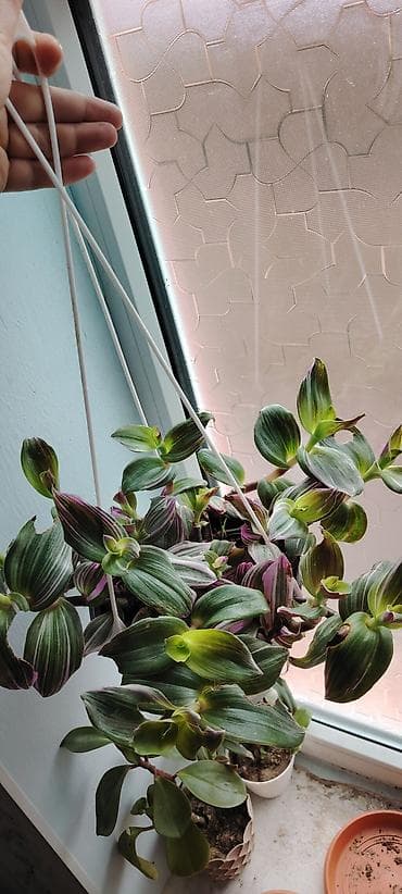 Ağaclar: Otaq bitkiləri – rezin ağacı (Ficus elastica) və sionium (Syngonium) — 3