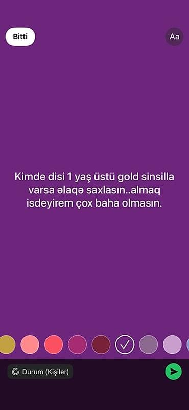it pişik: Qızıl şinşilla, Dişi — 1