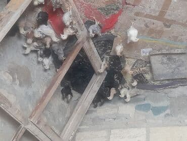 kənt cücəsi: Toyuq cücələri, Damazlıq, Pulsuz çatdırılma — 2