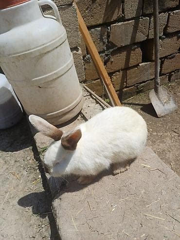 tap az pitbul: Satılır: Dovşanlar - Növ: Ev/saxlanma üçün dovşanlar - Rənglər: Qara — 4