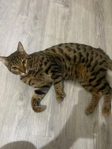 bengal pişiyi: Erkək, Cütləşmə üçün, Ünvandan götürmə — 3