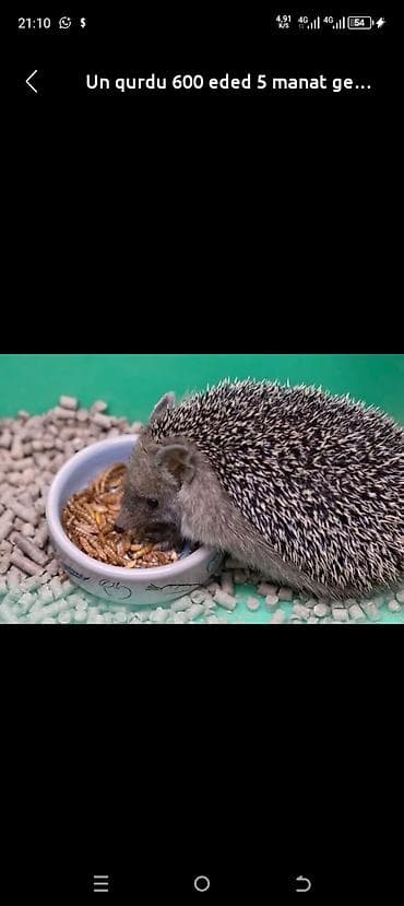 heyvan yemləri: Məhsul: Un qurdları (mealworm) Miqdar və qiymət: 600 ədəd – 5 manat — 1