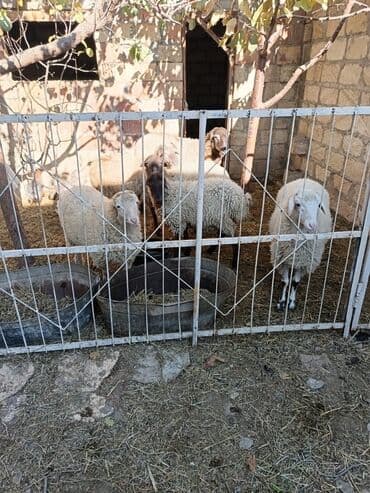 keçi satılır: Qoyun sürüsü satılır Hamısı erkek dir cekisi biri 54 kl o birleri 34 — 5
