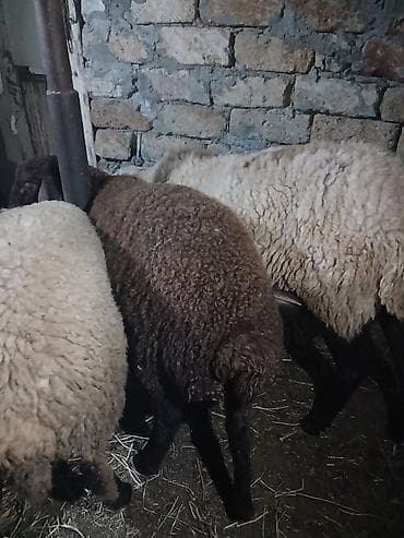 quzu qarni: Qoyun – qarayün (qəhvəyi) quzu - Şəkillərdəki qarayün quzu satılır. - — 10