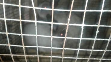 deniz donuzu: Karlik holland dovsan 2 kilo qutuda evde saxlamaq olur 2 dene 4 — 1