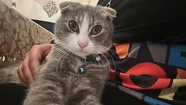 Şotland yastı qulaq