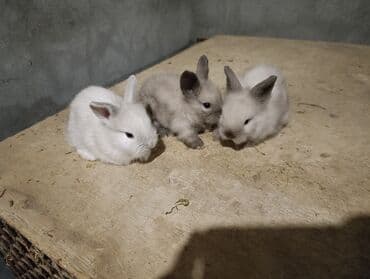 bala dovşanlar: Sevimli miniatür dovşan balaları - Rənglər: süd ağ, krem və açıq boz — 4