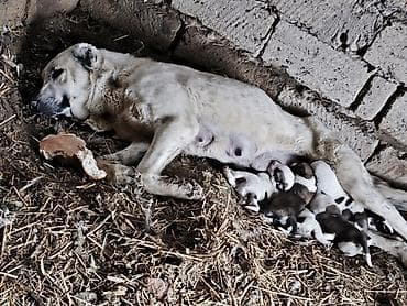 afcarka it adlari: Qurdbasar — 3