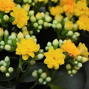 diffenbaxiya bitkisi: Kalanxoe (Kalanchoe blossfeldiana) – saksı bitkisi, sarı çiçəkləli hal — 1