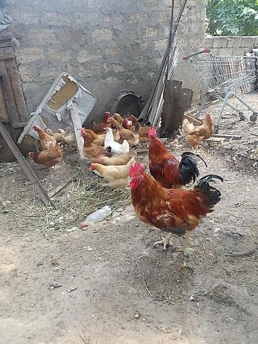 sultan toyuqu: Toyuq, Kuçin, Ətlik, Ünvandan götürmə — 4