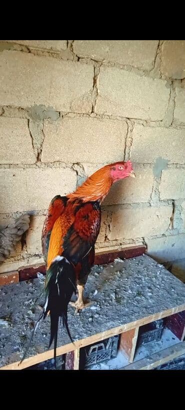 Lamborghini: Məhsul: Qırmızı-qara rəngli döyüş xoruzu Təsvir: - Cins tipi — 1