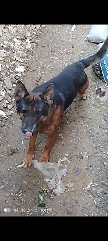 alman avçarka: Alman çoban iti, 1 il, Erkek, Ünvandan götürmə — 1