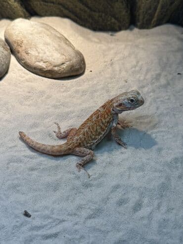 xarı bülbül döş nişanı: Bearded dragon citrus morfu dişi — 1