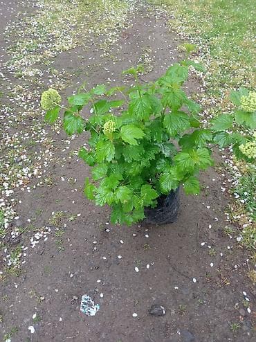 qar wekilleri: Məhsul: Viburnum opulus (Qar topu/“snejok”) kol tingləri – torf — 2