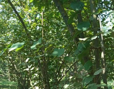 1024 sot, Kənd təsərrüfatı, Mülkiyyətçi, Kupça (Çıxarış) lalafo.az -da 1024 sot, Kənd təsərrüfatı, Mülkiyyətçi, Kupça (Çıxarış)