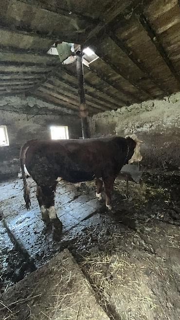 cins inek: Satılır: iki baş erkək iri buynuzlu heyvan - Növ: kənd təsərrüfatı — 2