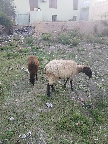 cins qoyunlar satilir: Ana bala qoyun satılır quzusu dişidir 5 ci balasıdır real alana — 5