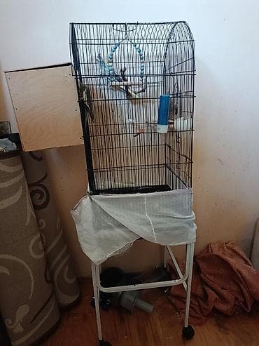 papuqay type 1: Kakadu nimfa (Cockatiel) quşları – qəfəs və aksesuarlarla birlikdə. - — 5