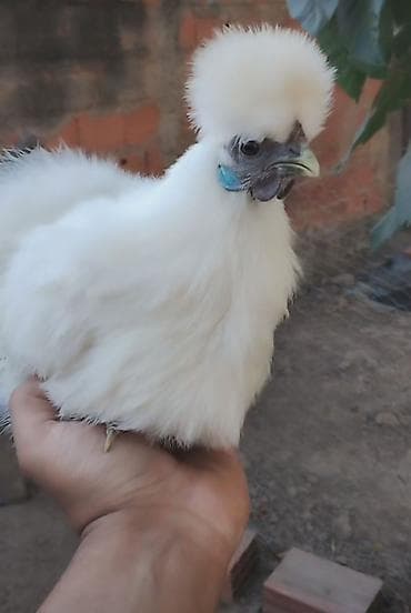 cins toyuq: Toyuq, Damazlıq — 3