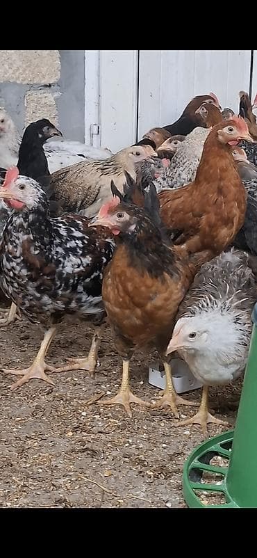 toyuq cucesi: Məhsul: Yerli qarışıq cins ev toyuqları (yumurtacı və ətlik — 1