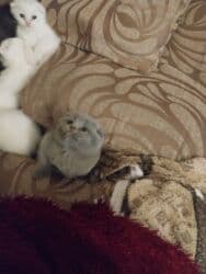 şotland pişik: Шотландская — 2