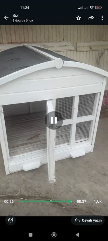 пекинес цена в баку: Пекинес, 1 год, Самец — 7