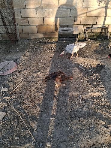 cins ineklerin satisi 2018: Toyuq cücələri, Damazlıq — 1