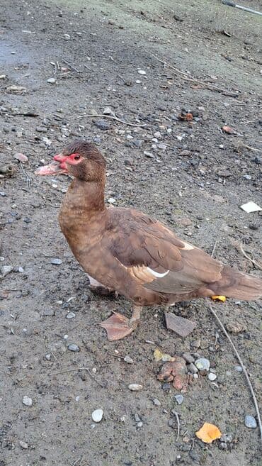 ördəklər: Dişi, | Macar, Ətlik, Pulsuz çatdırılma — 2