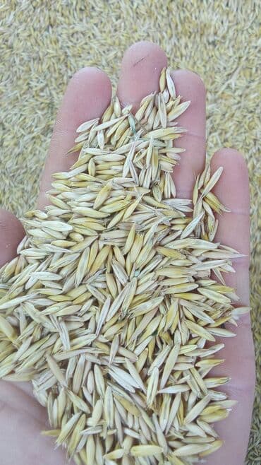 Velemir(oves) toxumluqdu. heyvandarliqda muxdeliv usullarla isdifade