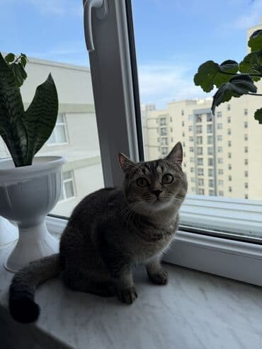 Digər heyvanlar: Tabbi, Erkək, Cütləşmə üçün, Ünvandan götürmə — 3