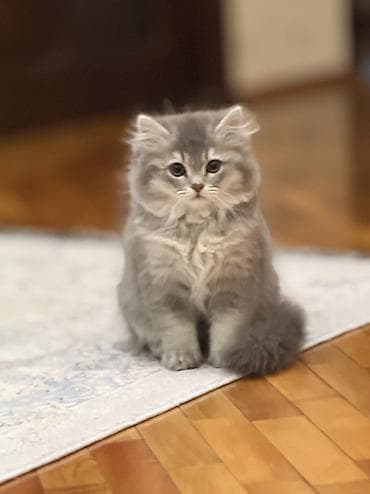 pisik adlari rusça: Erkək, Ünvandan götürmə — 1