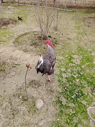 Бараны, овцы: Петух, лет: <1, Самовывоз — 3