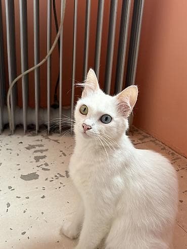 heyvan alqi satqisi: Van, Dişi, Ünvandan götürmə — 6