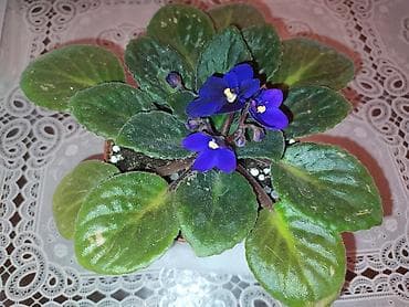 tulpan gulu sekilleri: BƏNÖVŞƏ EV ÜÇÜN — 4