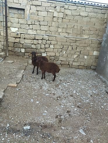 ev iti ucuz: Bir erkek bir dişi Qala quzusu cütü 550 manata tək satilmir .qiymət — 6