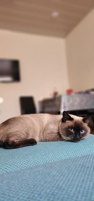 Siam lalafo.az -da Siam