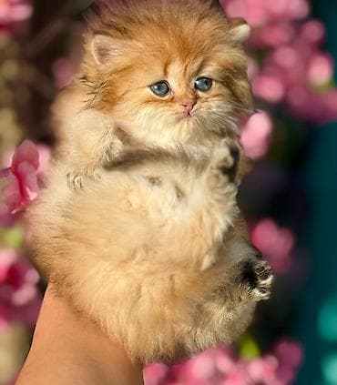 at balası: Fars — 2