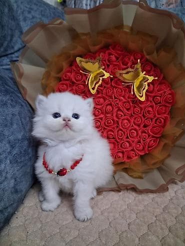 Шиншилла, Самец, В добрые руки, Самовывоз, Платная доставка — 2