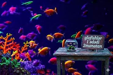 Glofish, Sülhsevər