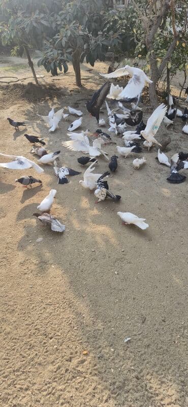 dekarativ goyercinler: Satış: Sayi 50 en coxdu elaqe 0559301068 - Növlər və rənglər — 4