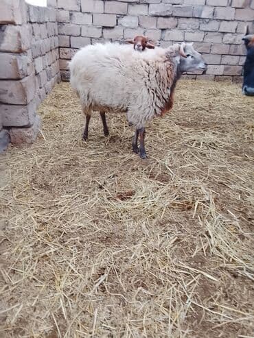 Dişi, il: 2, Damazlıq