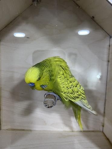 Salam . Jumbo erkək quşlar satılır hamısı hazır erkəylərdi çoxsu cütdə