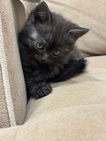 pişik üçün tualet: Britan — 2