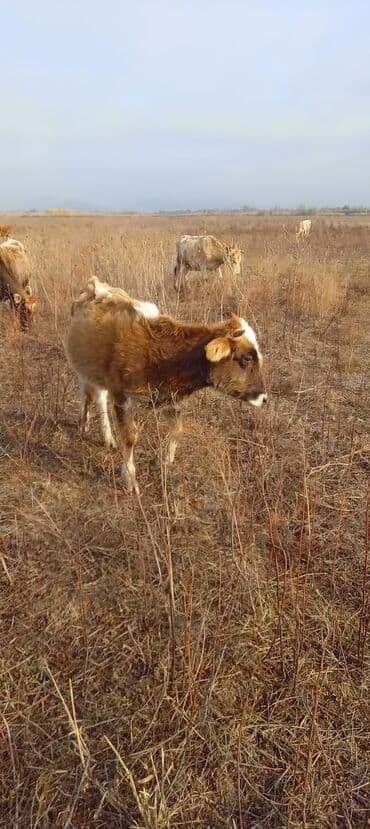 itlərin satışı 2020: Dana, buzov, Dişi, ay: 2, Damazlıq — 3
