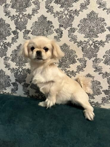 ovçarka balası: Pekines, 4 ay, Dişi, Peyvəndli, Ünvandan götürmə — 1