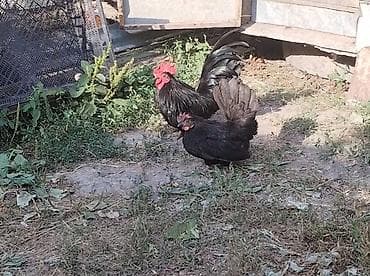 Atlar: Toyuq, Damazlıq — 2