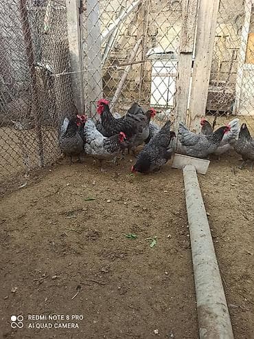 sultan papuqay satisi: Australorp yumurta satısı davam edir. qara boz rəngləri var heyvanlar — 8