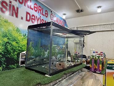 Heyvanlar üçün mallar: Balıq və akvaryum satılır 120 azn ciddi şəxsə cuzi endirim edərəm hər — 2