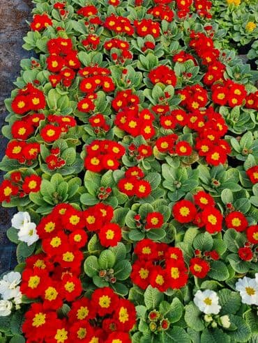 göbələk toxumu satışı: Şitil ücun qablarr qarpiz toxumlari uçun vathcapa yazn rayonlara — 11