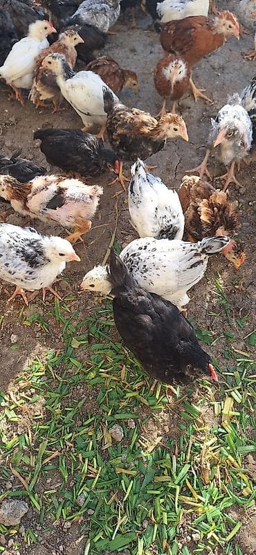 cuca: Toyuq cücələri, Damazlıq, Ödənişli çatdırılma — 1